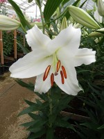 [5278 Nova Zenbla EVR No02.JPG]